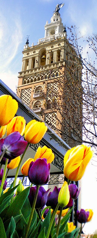 Looking up through flowers to a building